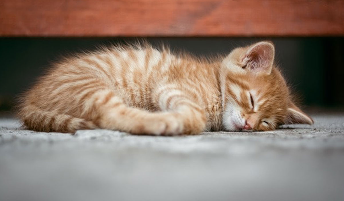 Making Space for a New Furry Addition to the Family